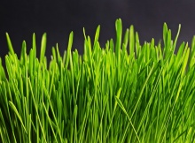 How to Grow Wheat Grass