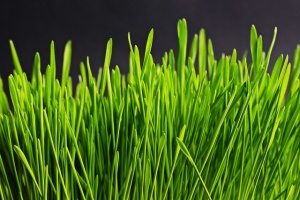 How to Grow Wheat Grass