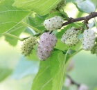 White Mulberries
