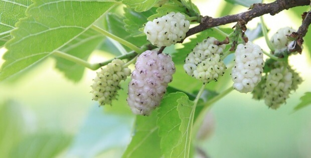 White Mulberries